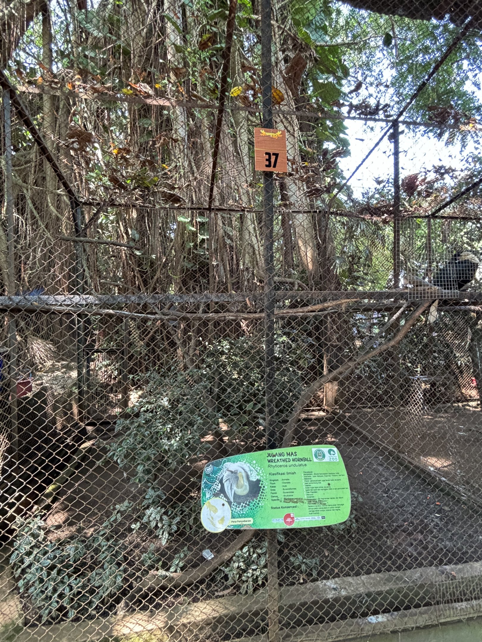 Wreathed Hornbill Aviary #2