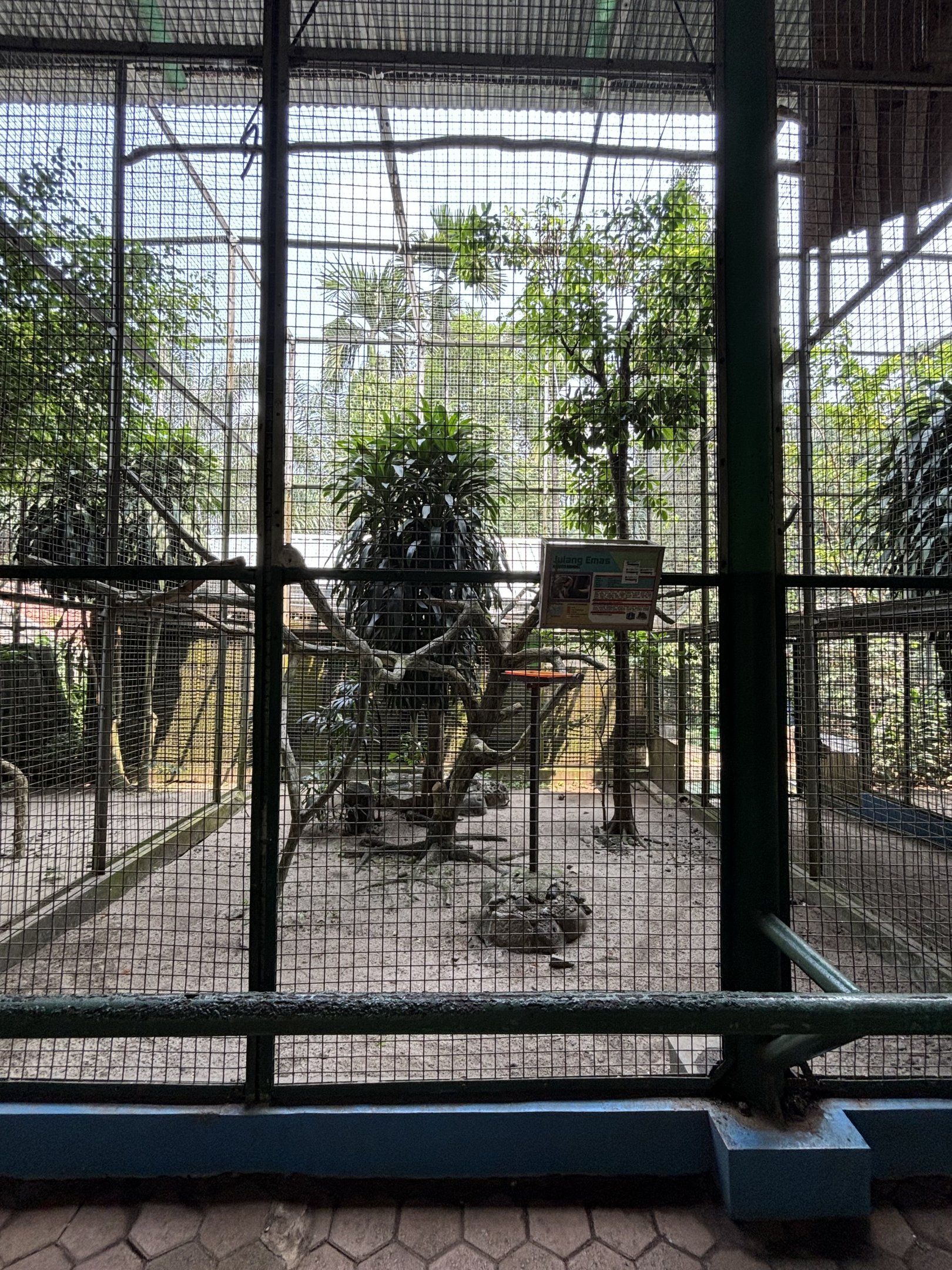 Wreathed Hornbill Aviary #2