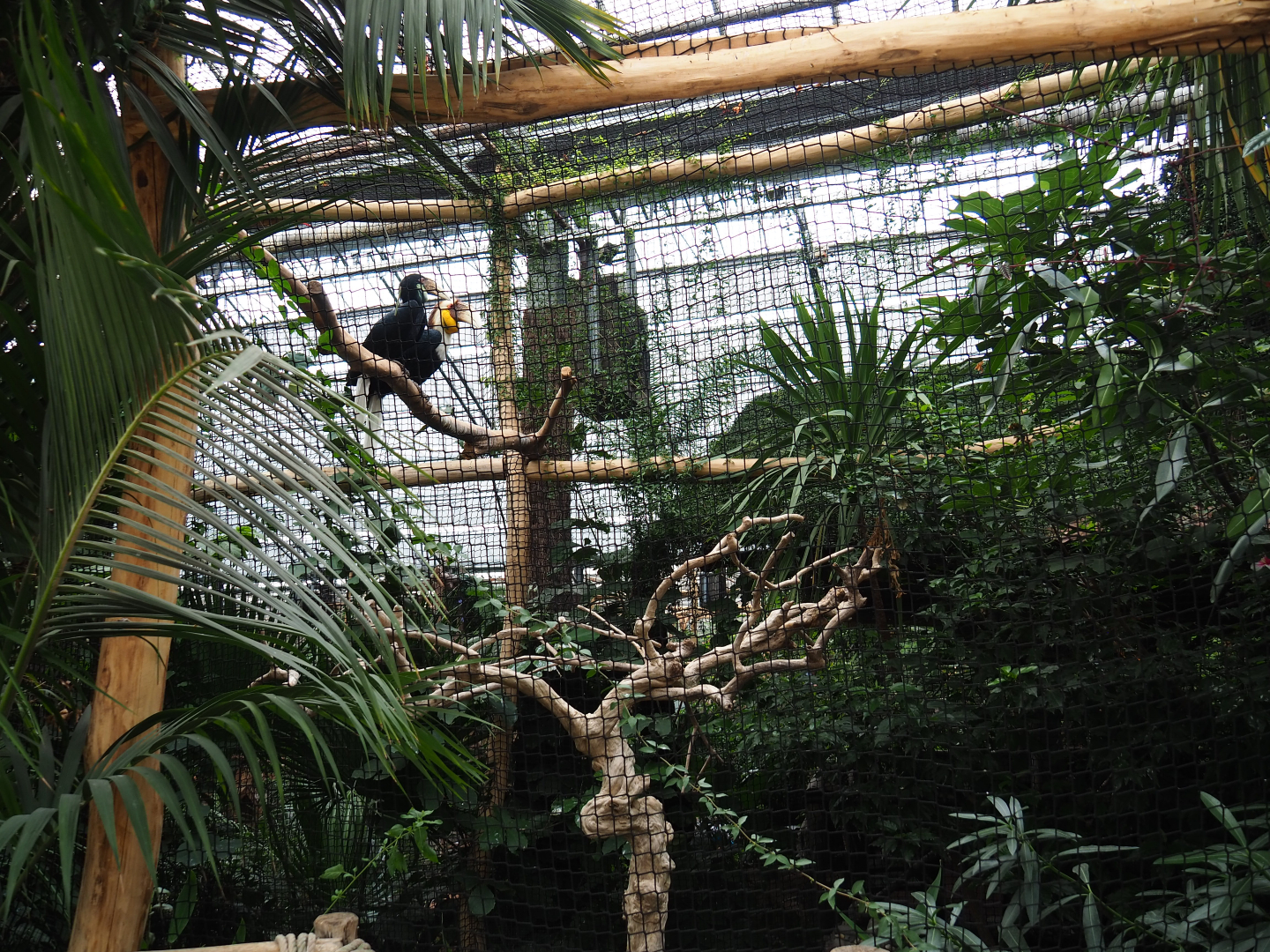Wreathed hornbill aviary, 2019-10-05
