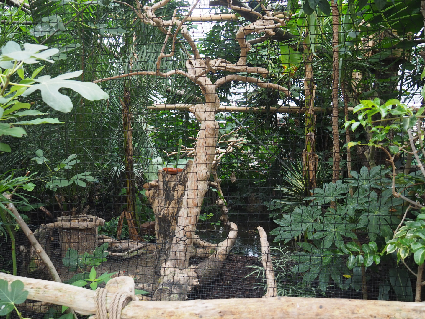 Wreathed hornbill aviary, 2020-09-03