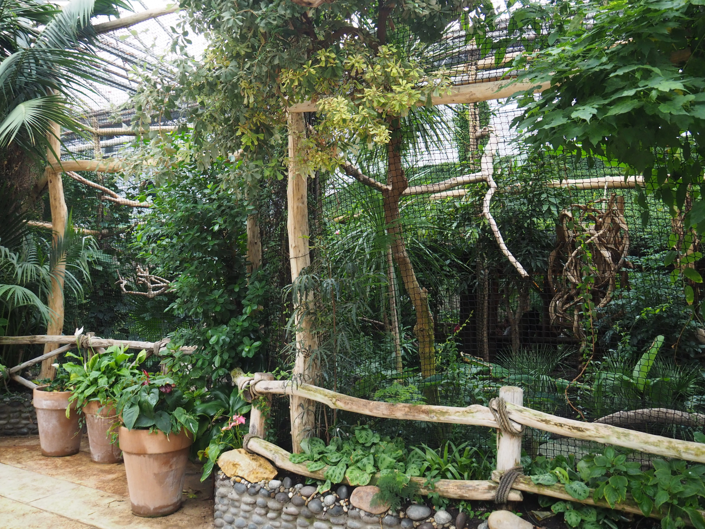 Wreathed hornbill aviary, 2020-09-03