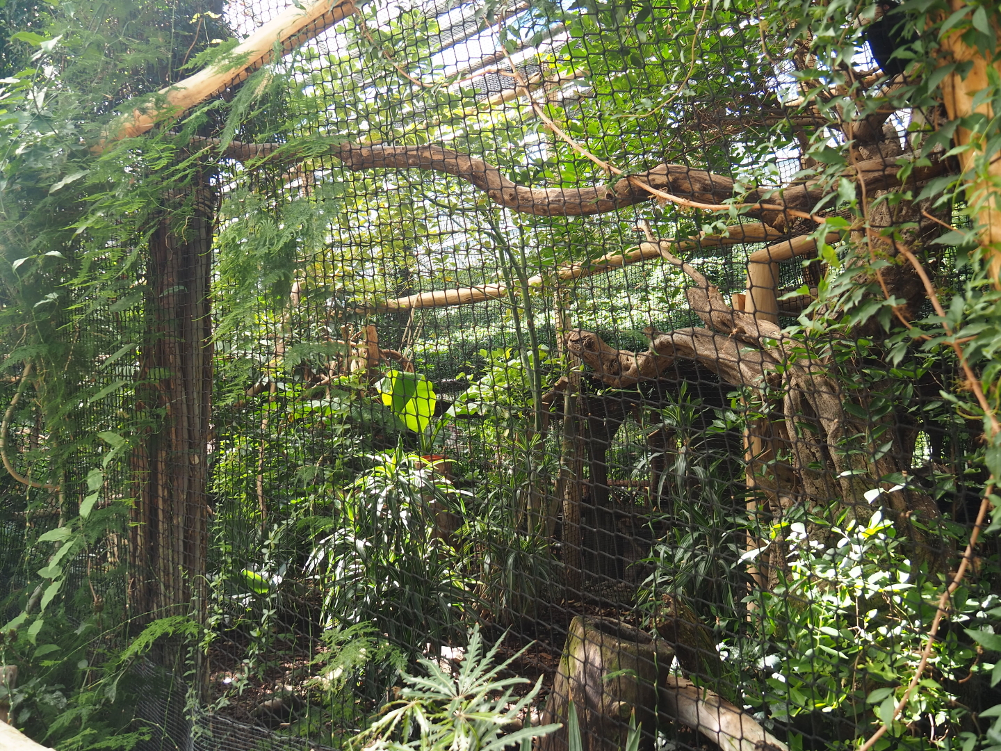 Wreathed hornbill aviary, 2021-09-03