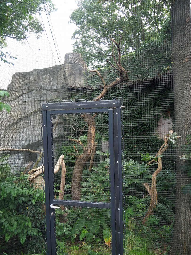 Wreathed hornbill aviary, 2023-08-17