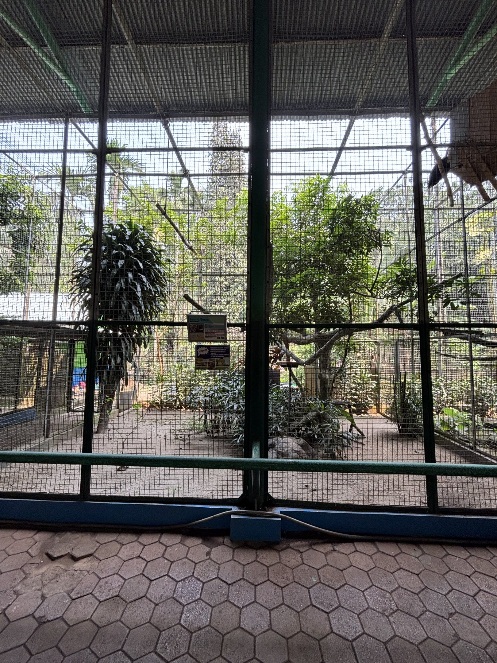 Wreathed Hornbill Aviary #3