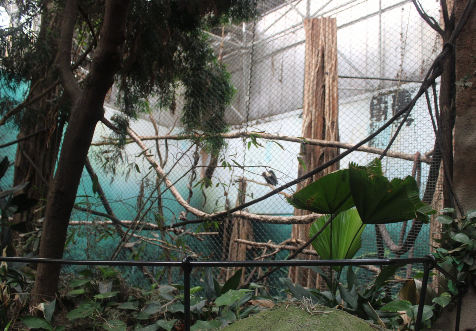 Wreathed hornbill aviary in Elephant-house