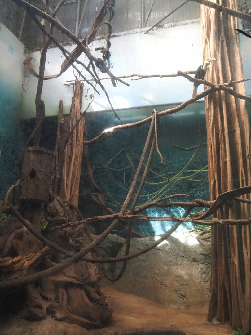 Wreathed hornbill aviary in Taman Indah (Asian elephant, Indian rhinoceros and Malayan tapir house), 2024-06-30