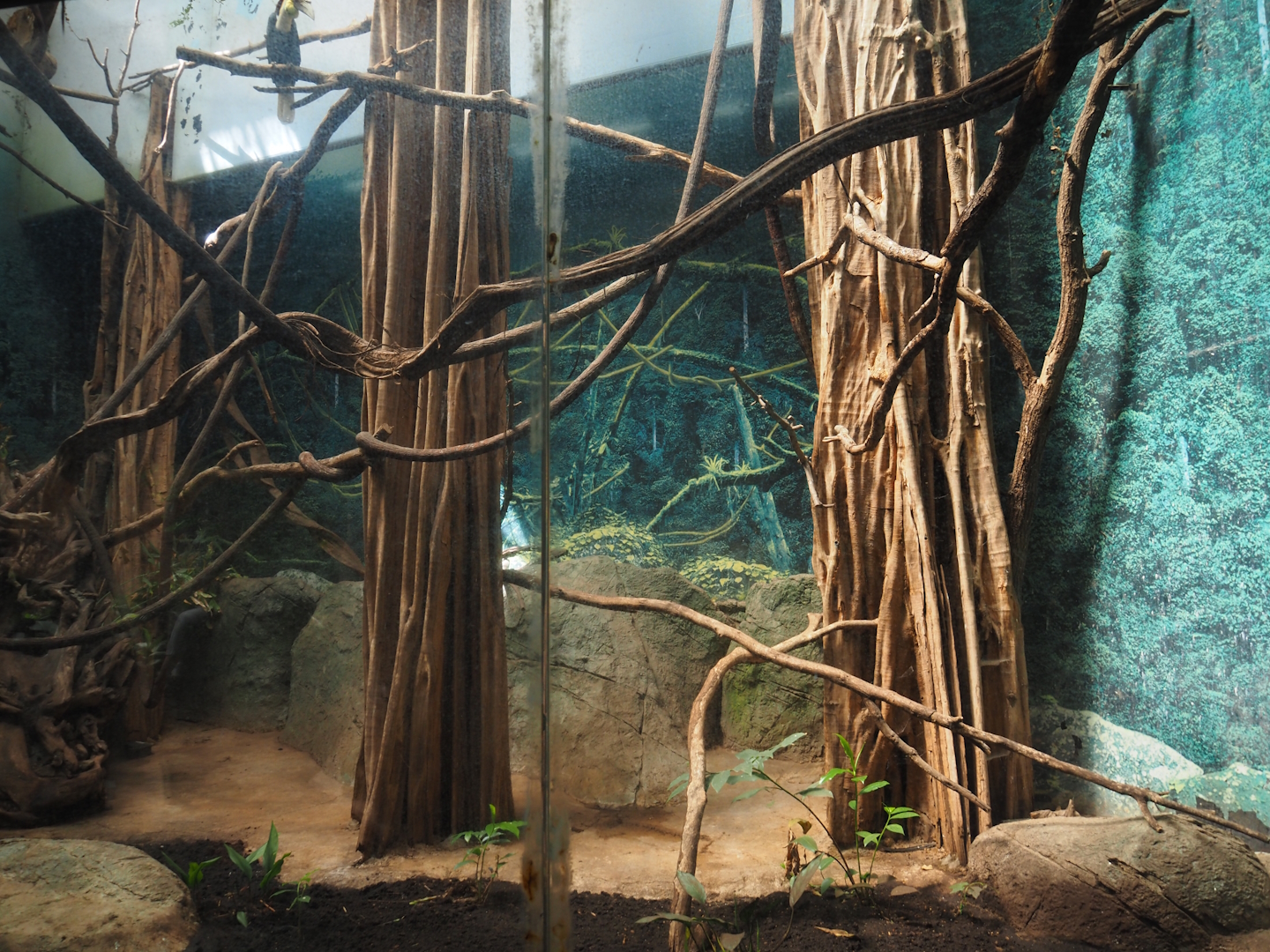 Wreathed hornbill aviary in Taman Indah (Asian elephant, Indian rhinoceros and Malayan tapir house), 2024-06-30