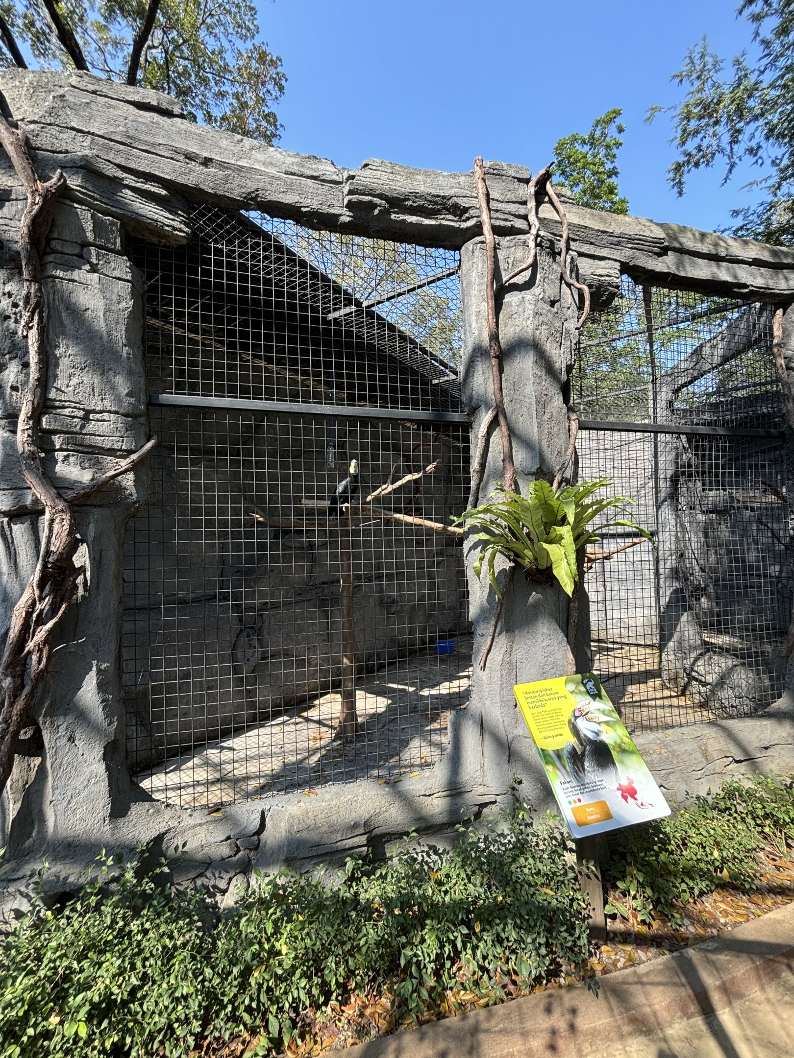 Wreathed Hornbill Aviary - Solo Safari
