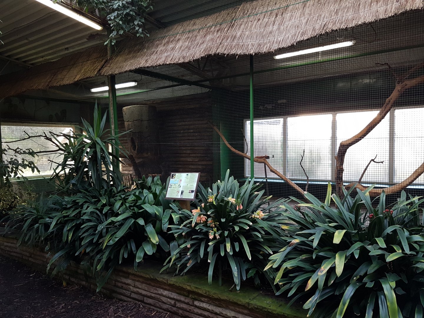 Wreathed hornbill-aviary