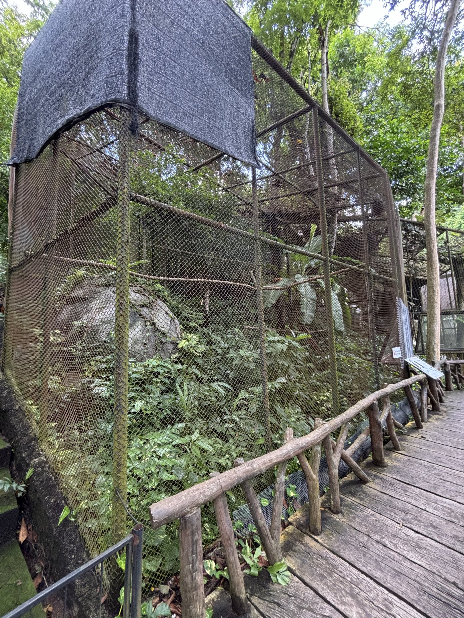 Wreathed Hornbill Aviary