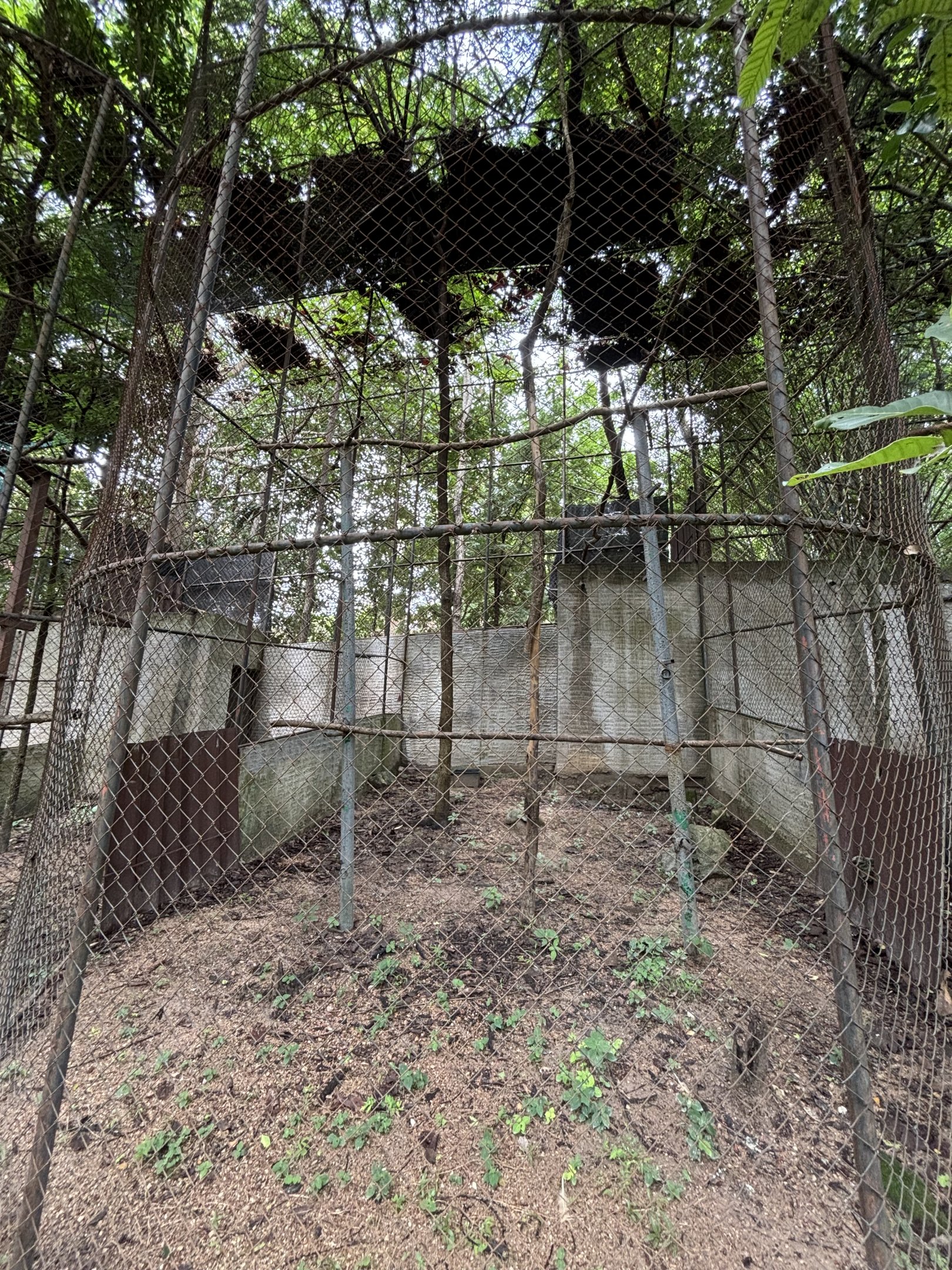 Wreathed Hornbill Aviary