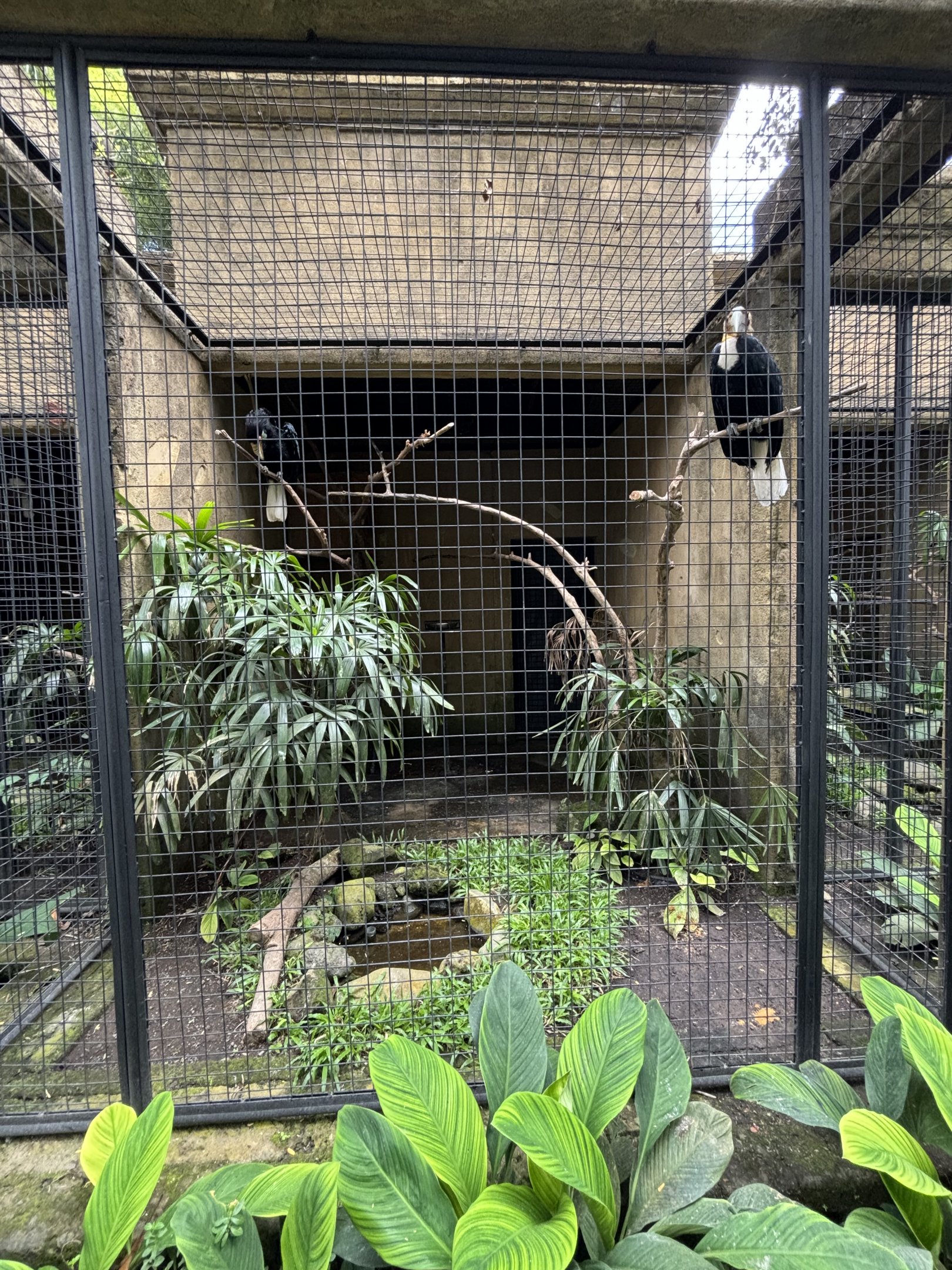 Wreathed Hornbill Aviary