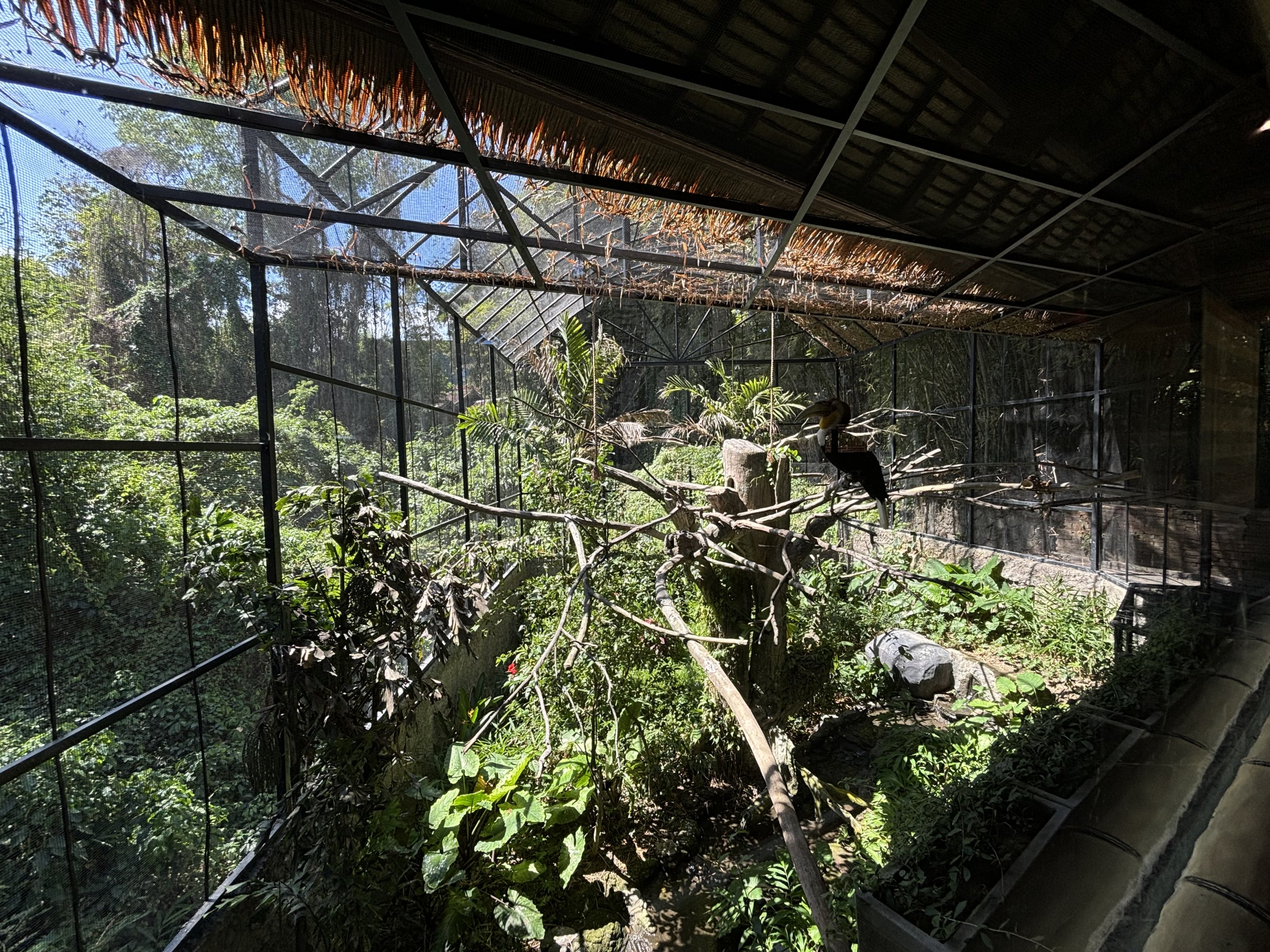 Wreathed Hornbill Aviary
