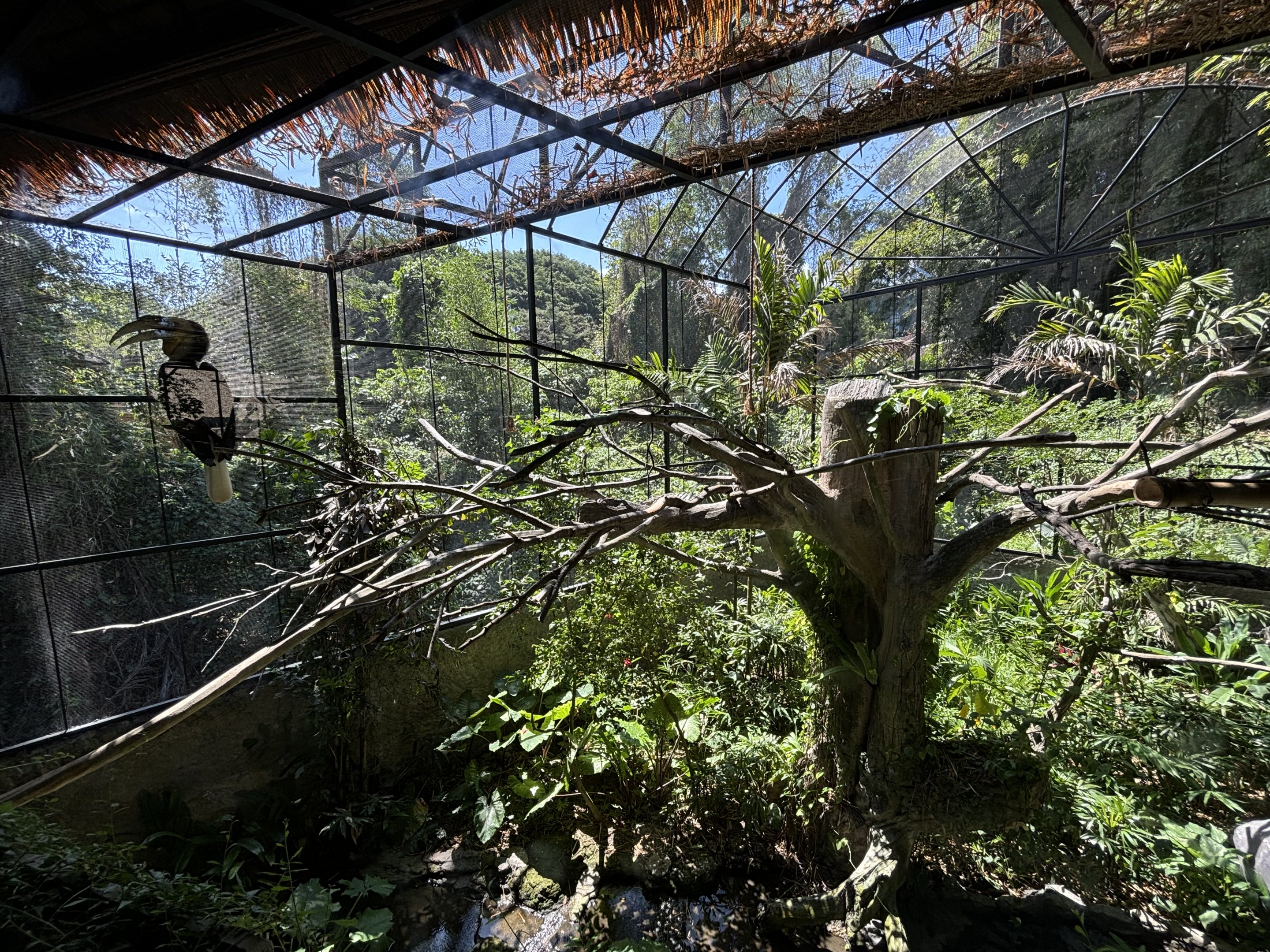 Wreathed Hornbill Aviary