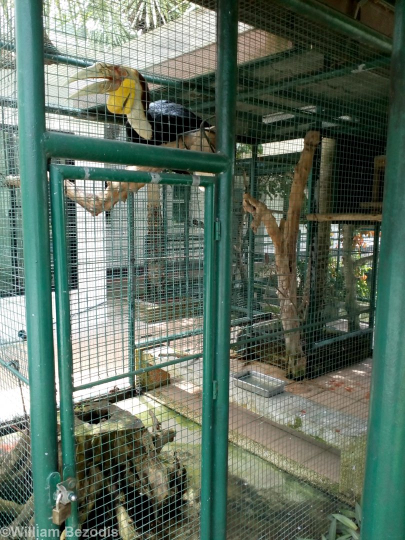 Wreathed Hornbill Cage