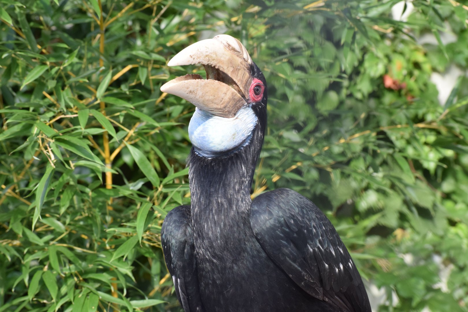 Wreathed hornbill - EkoPark Piešťany