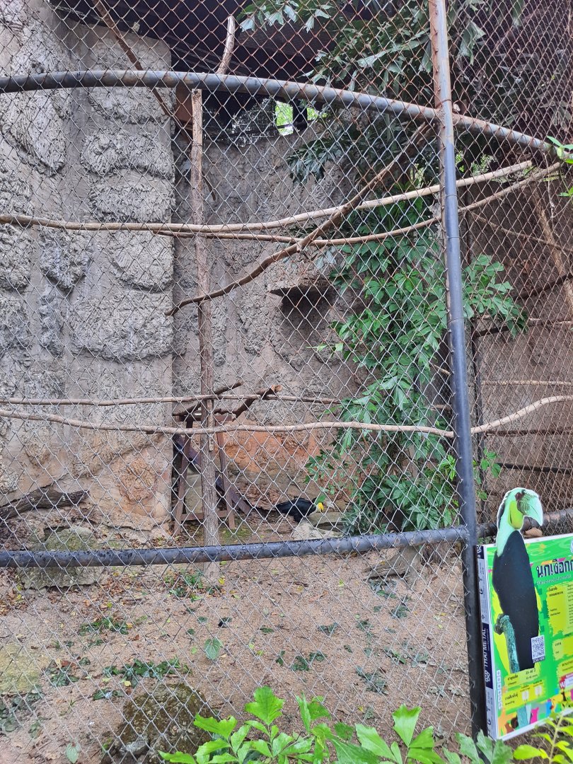 Wreathed Hornbill Exhibit