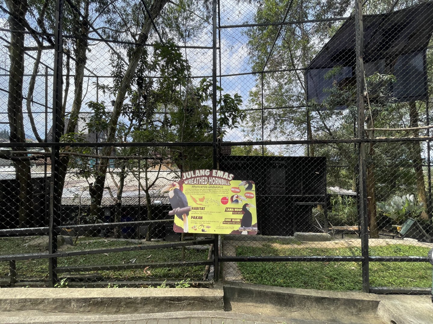 wreathed hornbill exhibit