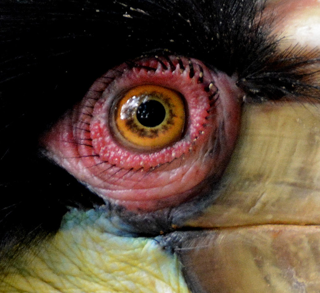 Wreathed hornbill eye.