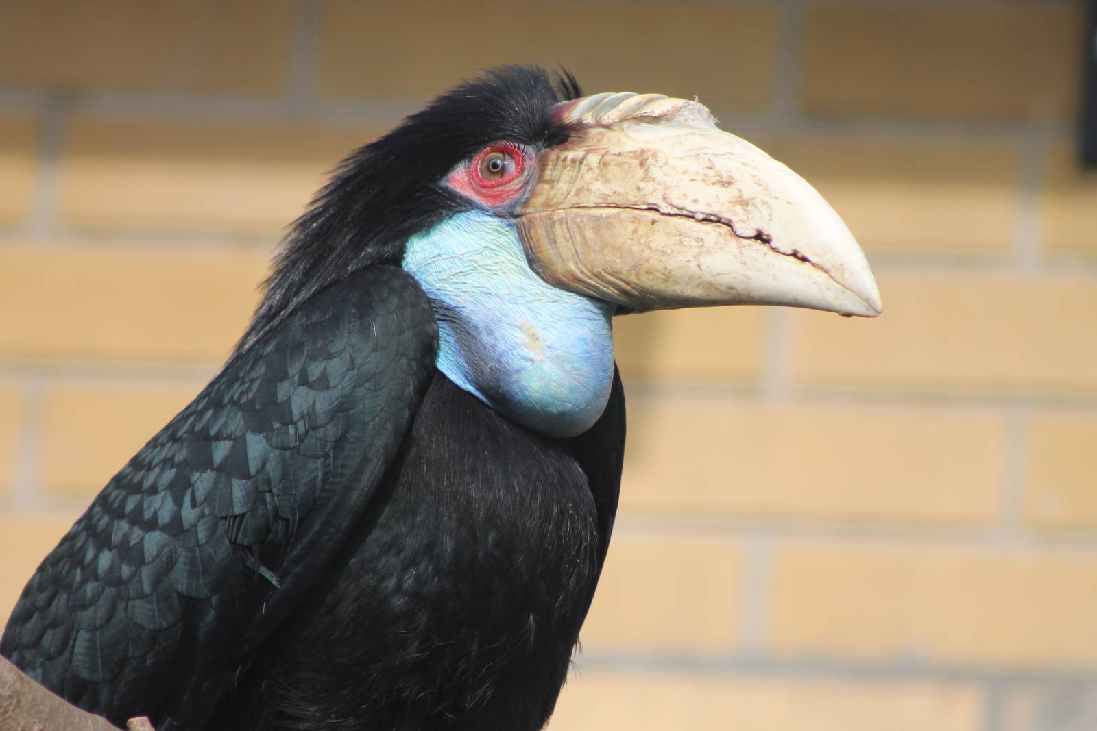 Wreathed hornbill ( female )