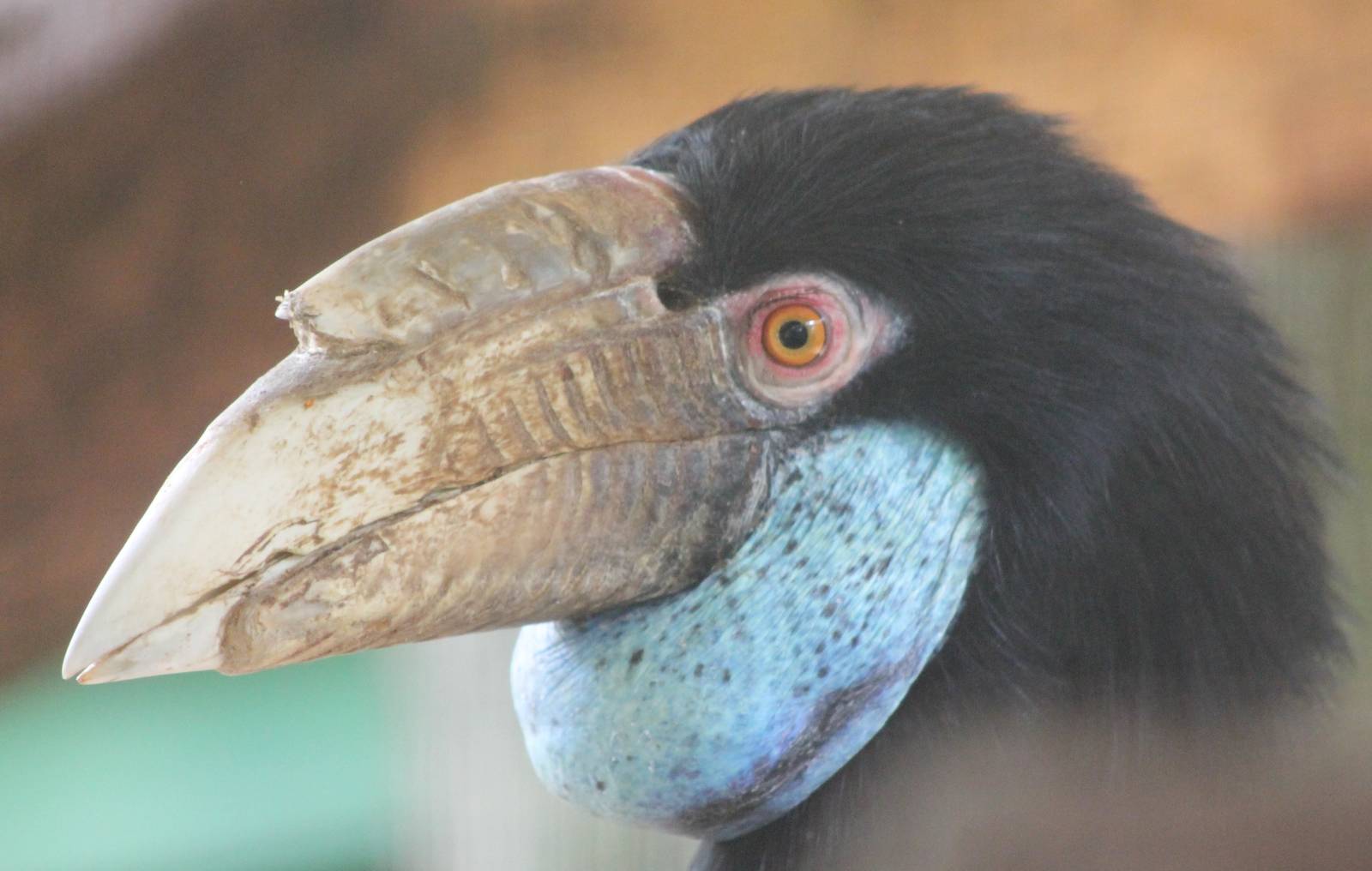 Wreathed hornbill female
