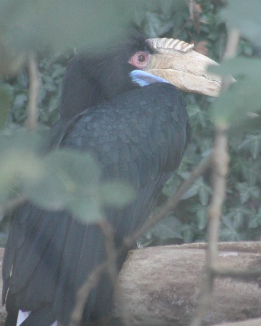 Wreathed hornbill-female