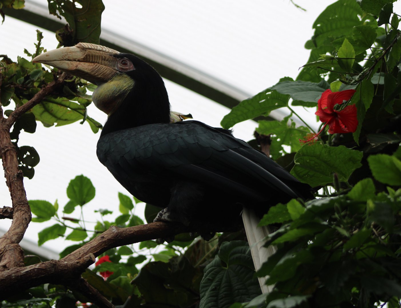 Wreathed hornbill - female