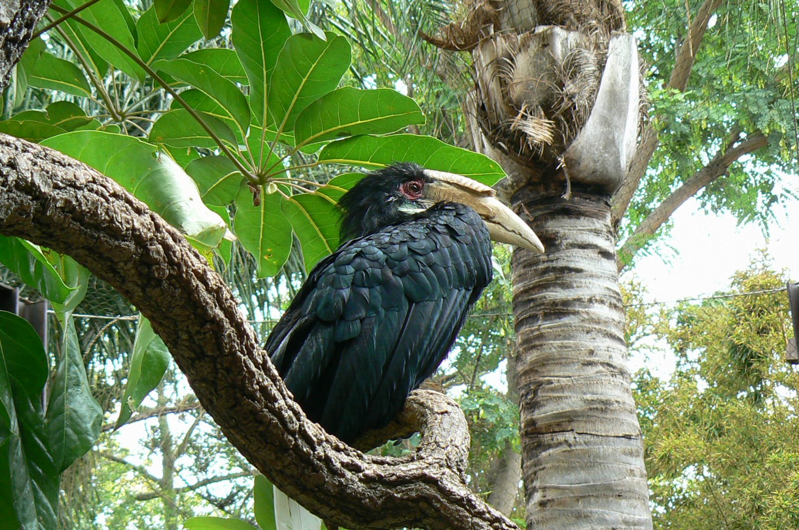 Wreathed hornbill female