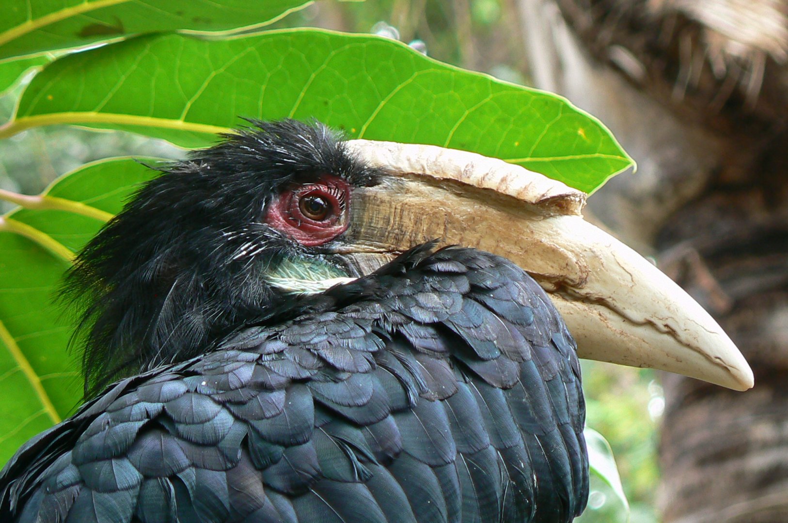 Wreathed hornbill female