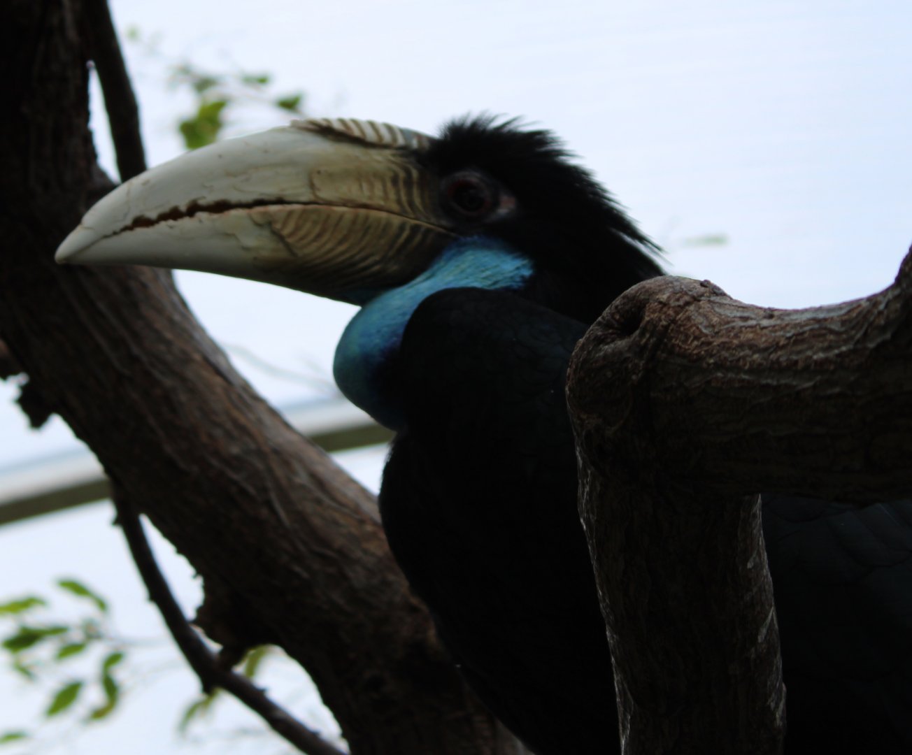 Wreathed hornbill - female