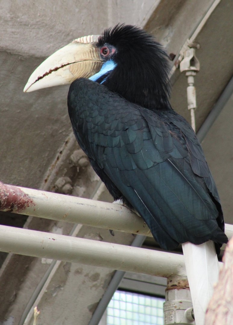 Wreathed hornbill - female