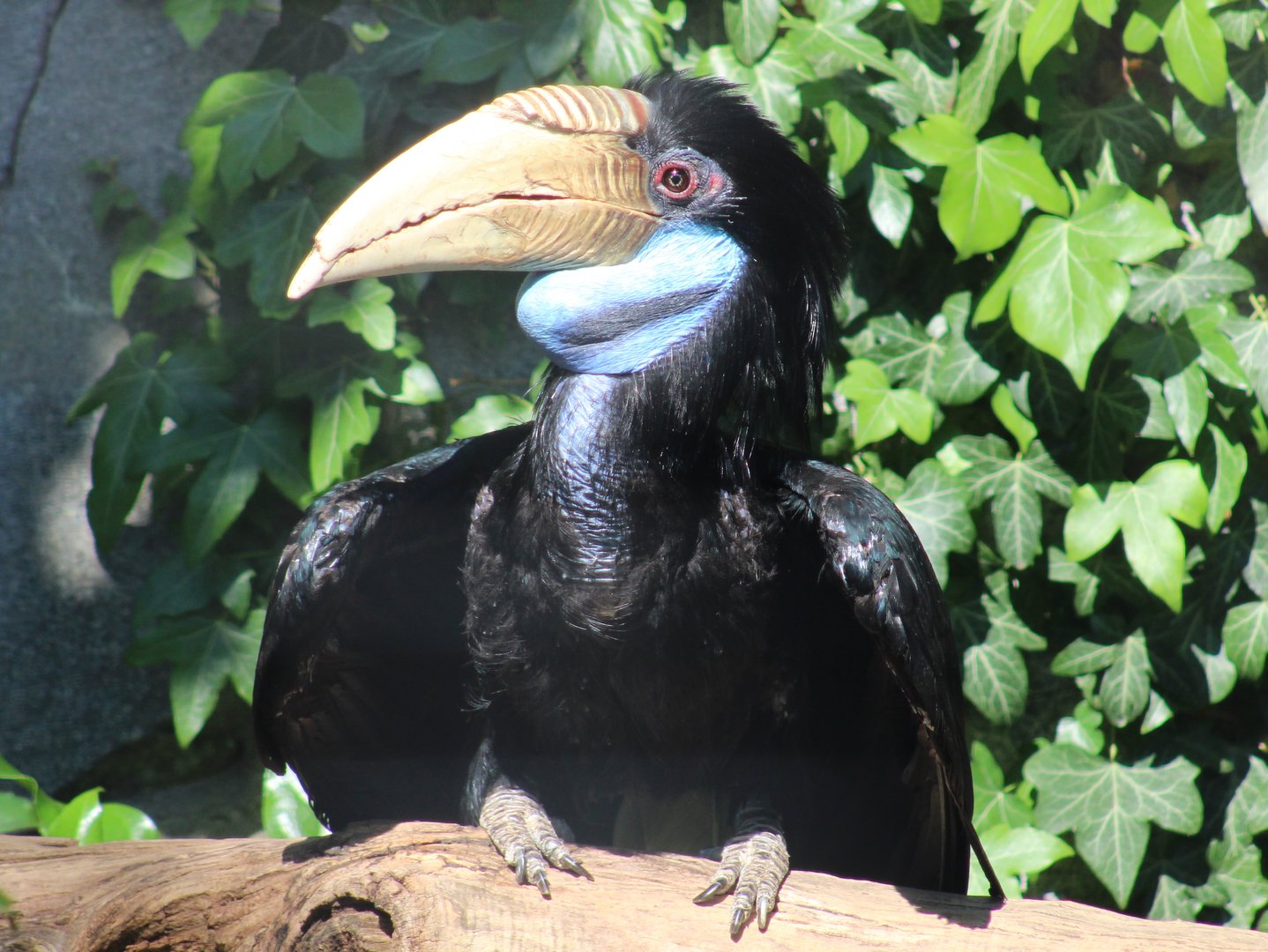 Wreathed hornbill - female