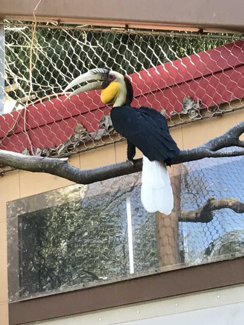 Wreathed hornbill: Fitz