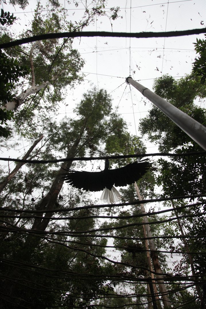Wreathed hornbill fly over