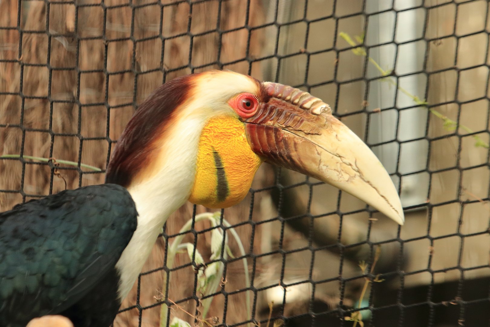 Wreathed hornbill (July 2020)