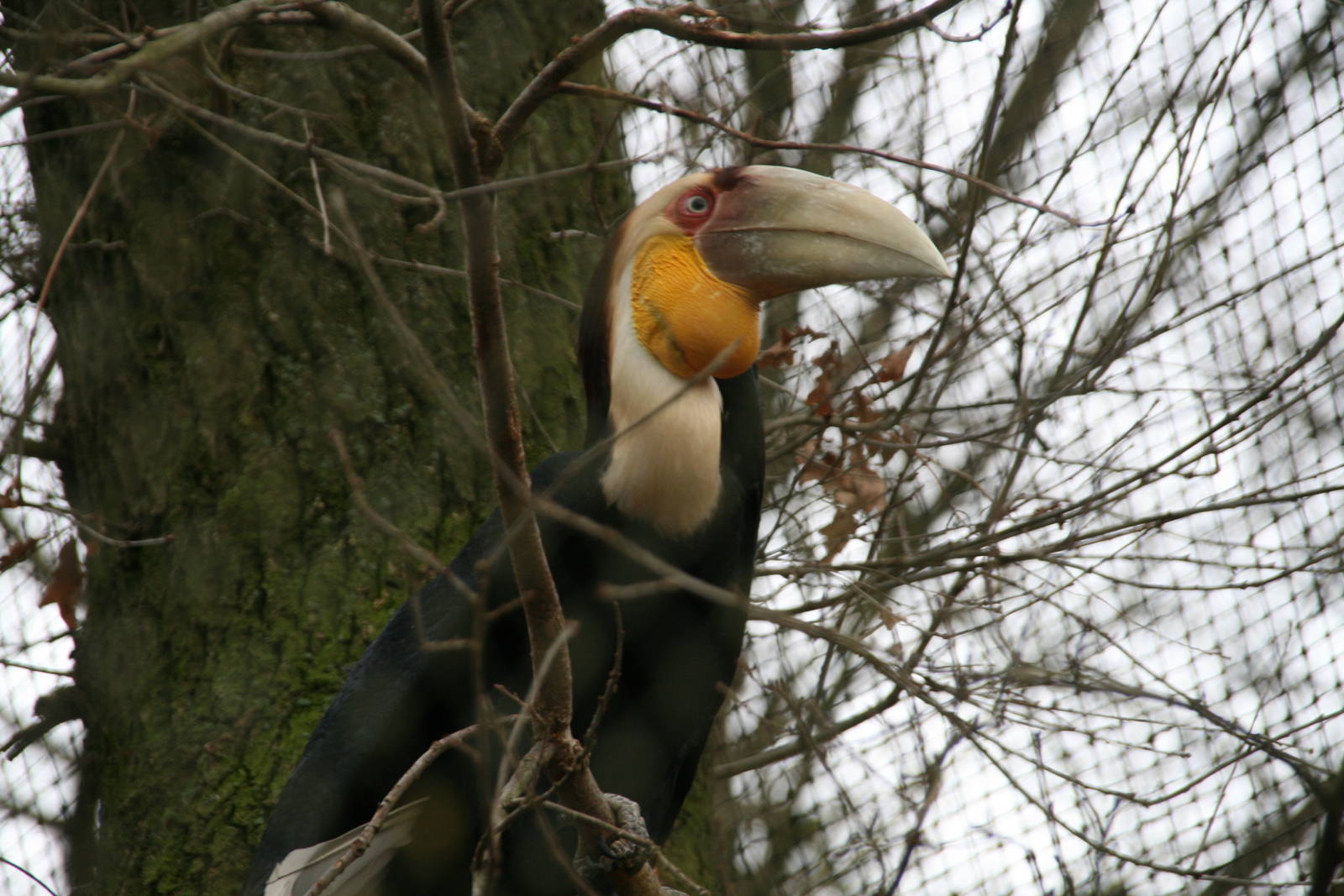 Wreathed Hornbill male