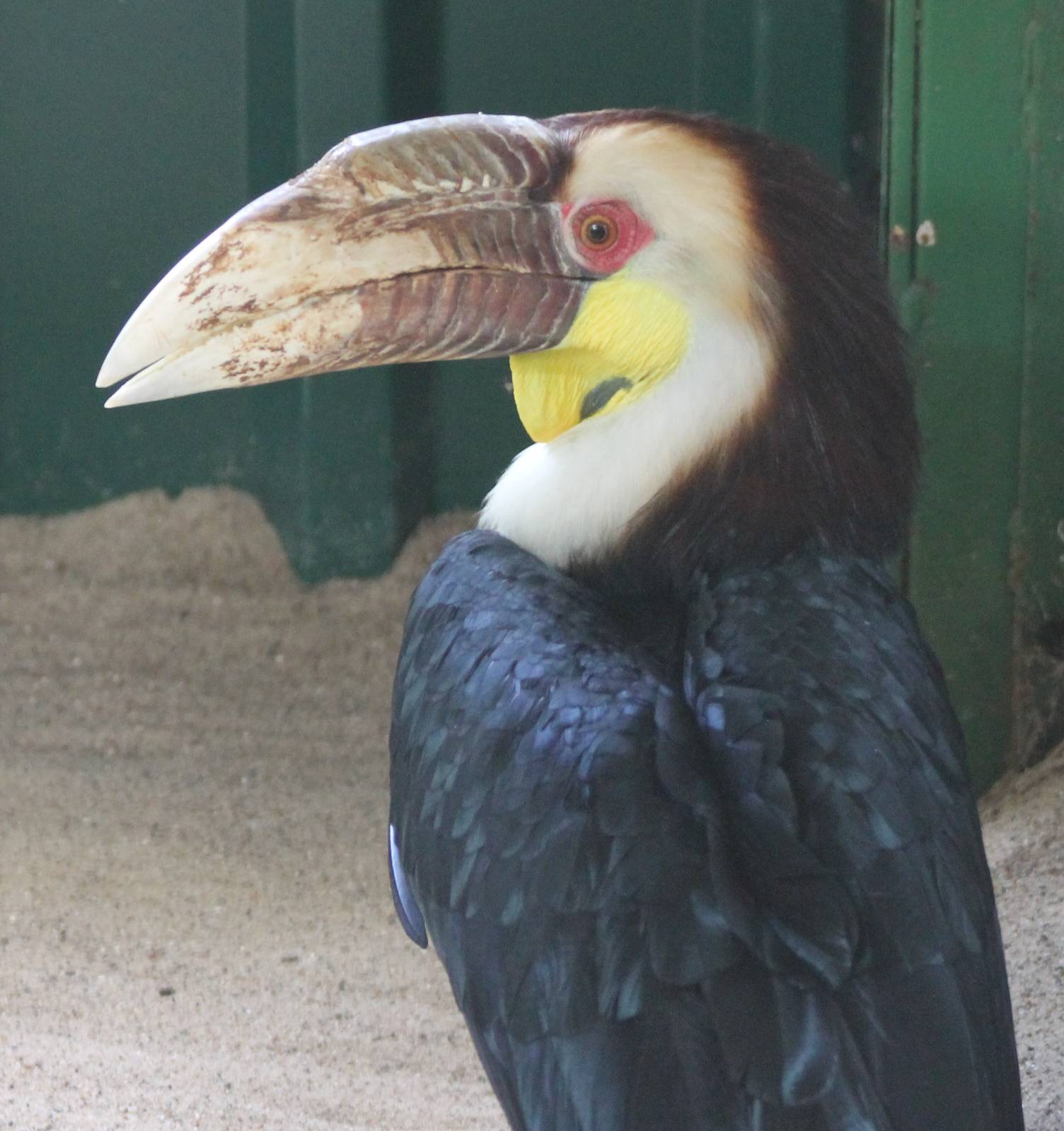 Wreathed hornbill male