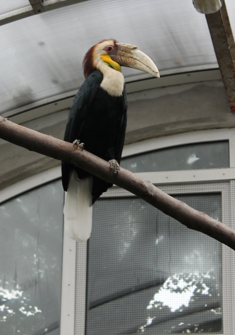 Wreathed hornbill Male