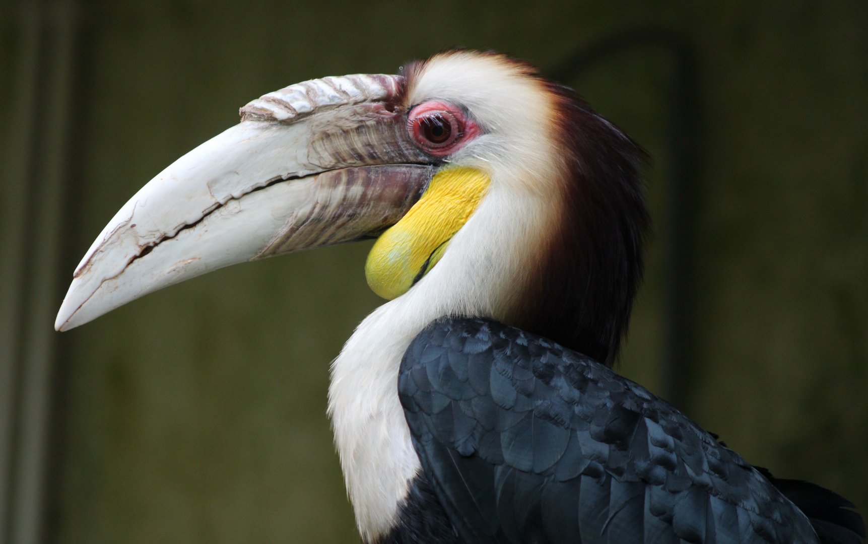 Wreathed hornbill - male