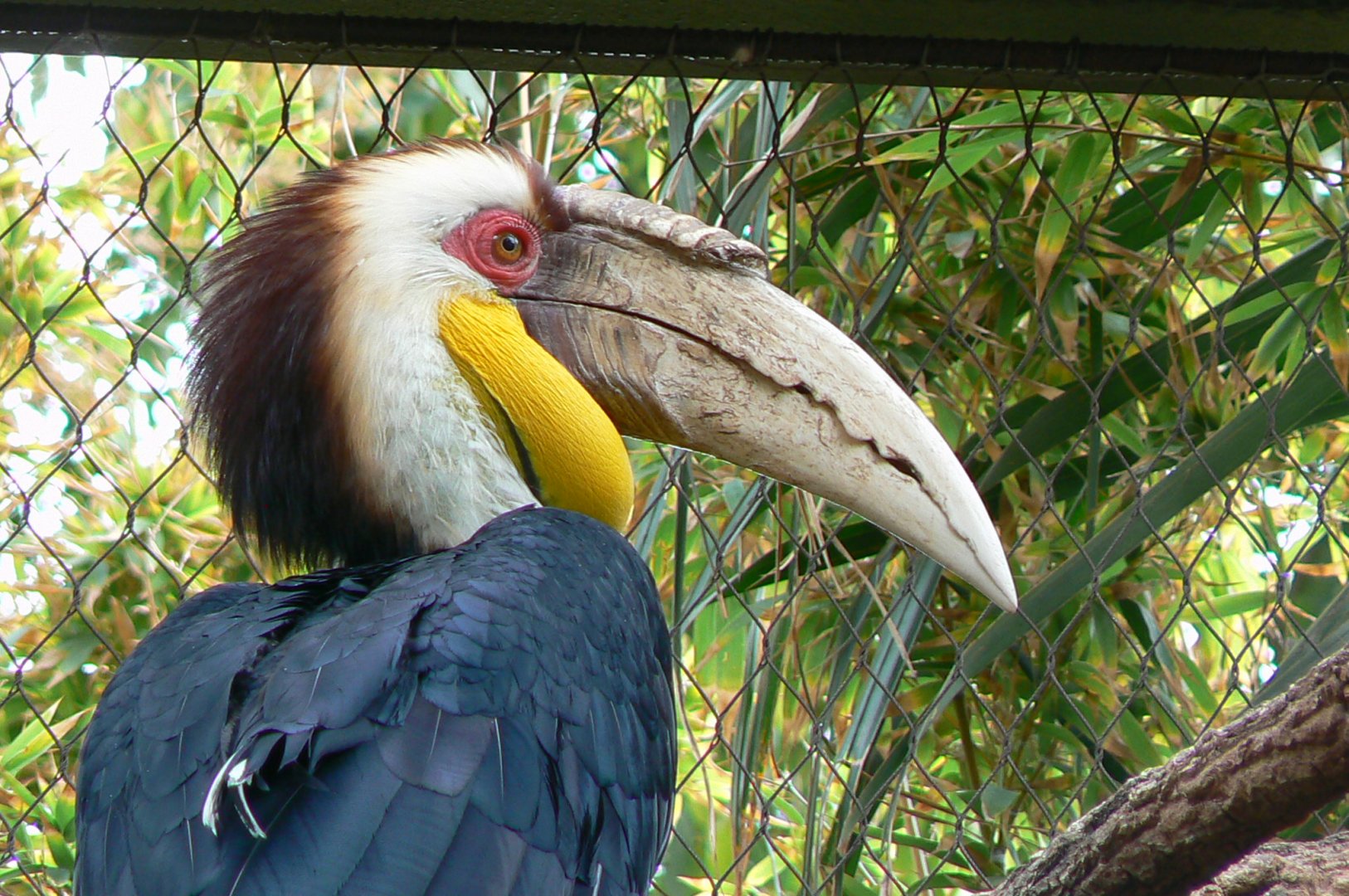Wreathed hornbill male
