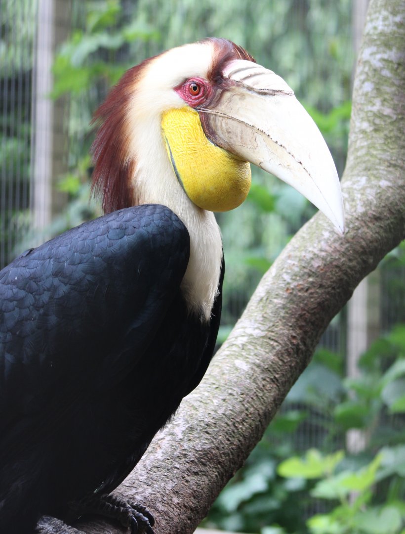 Wreathed hornbill - male