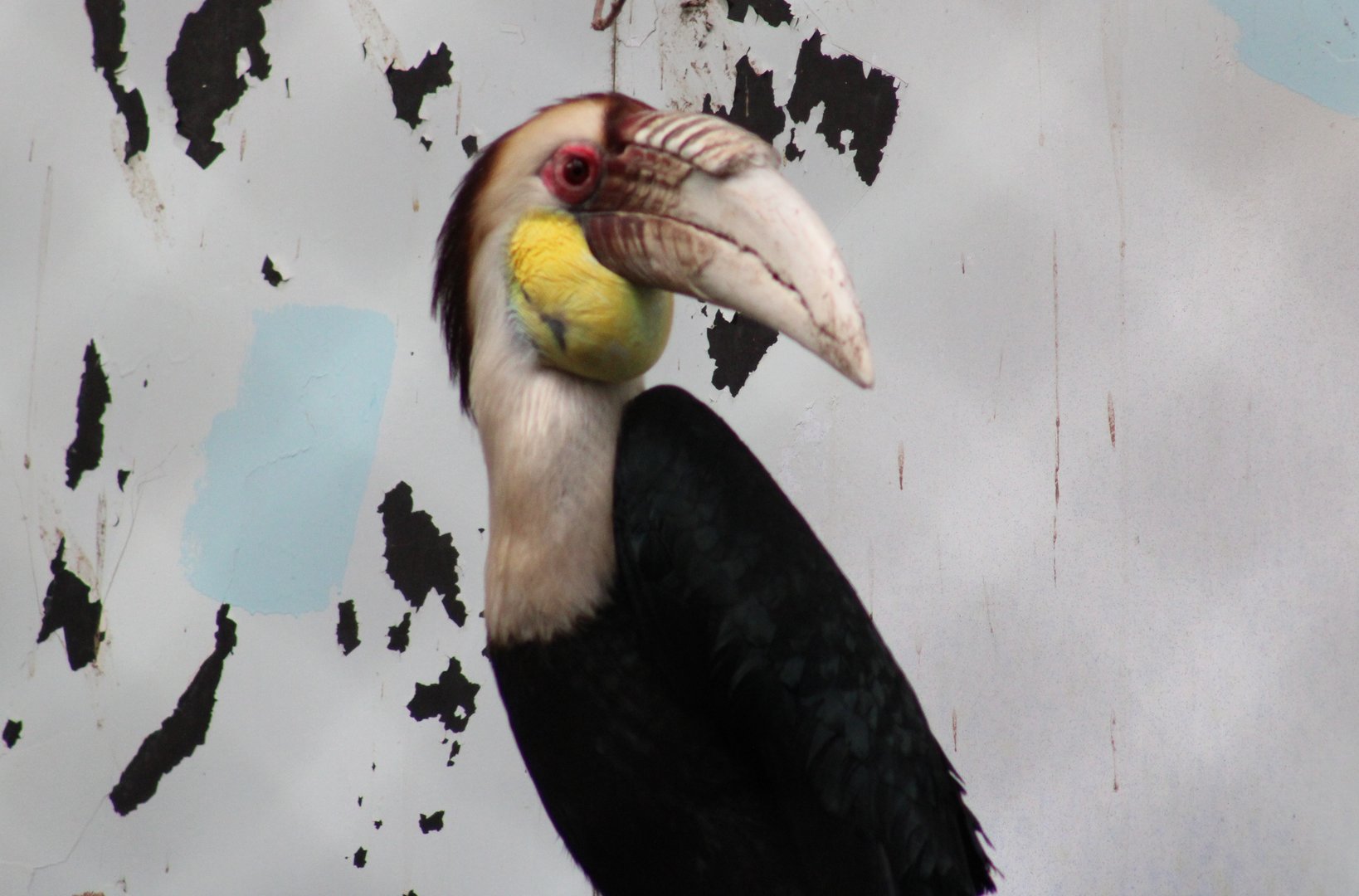 Wreathed hornbill - male
