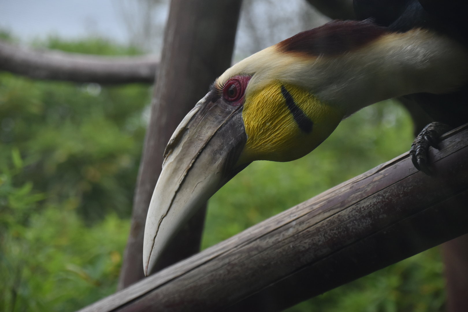 Wreathed hornbill male