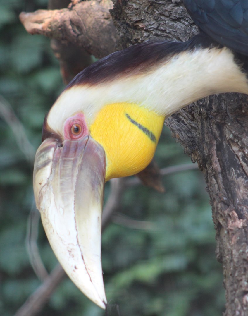 Wreathed hornbill - male