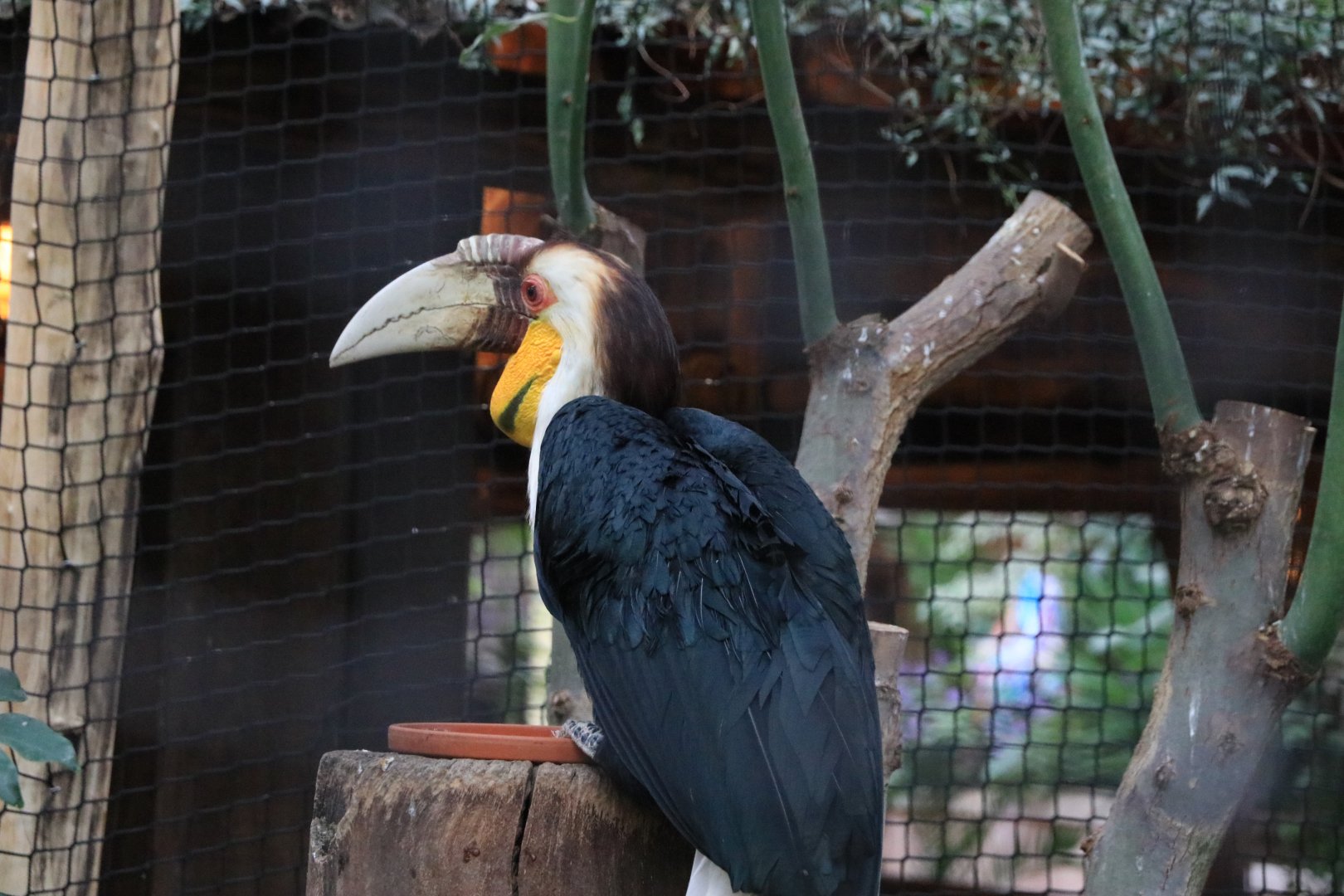 Wreathed hornbill (November 2019)
