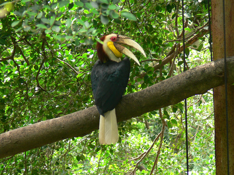 wreathed hornbill of Nanning Zoo