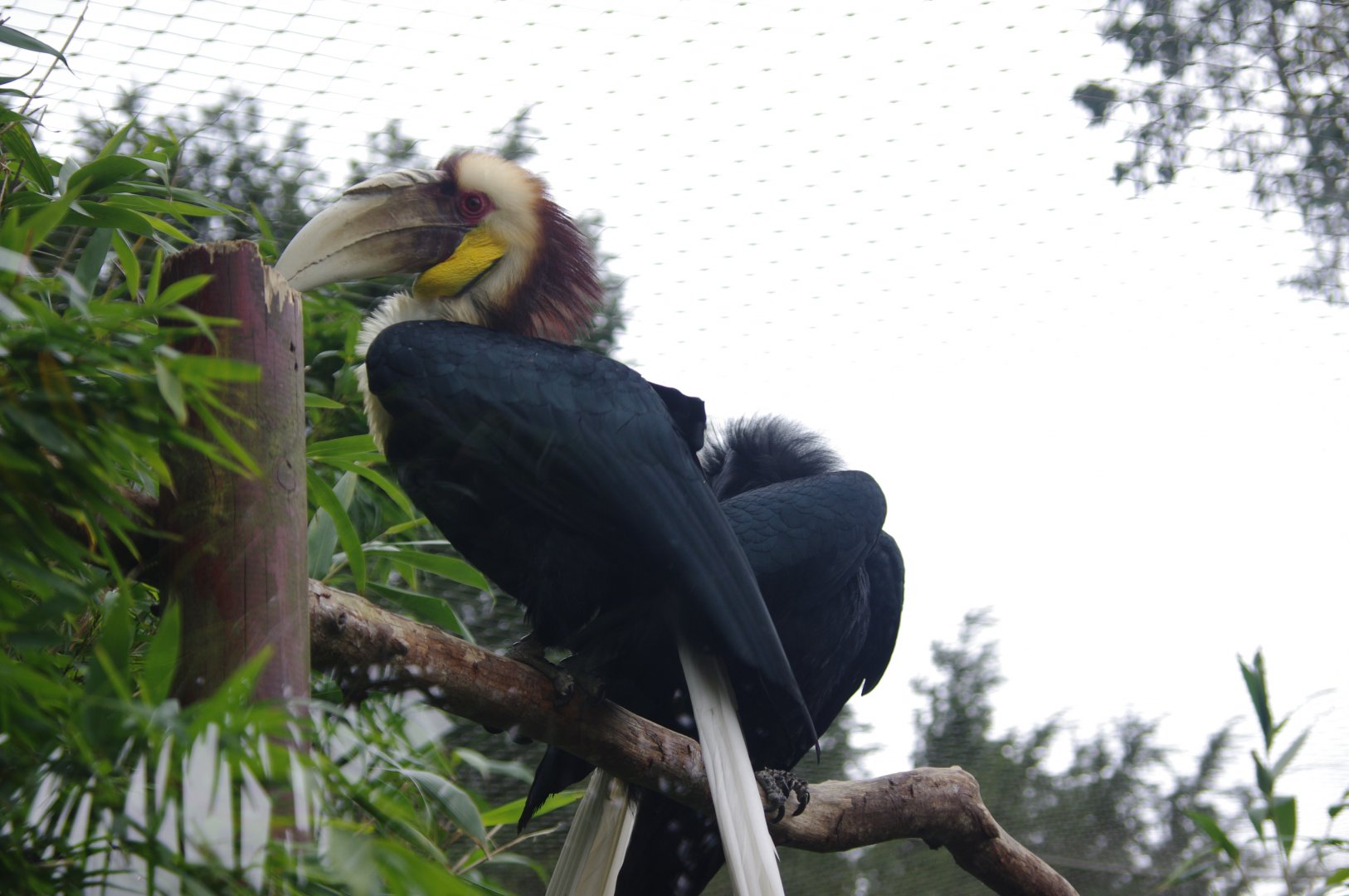 Wreathed Hornbill pair- 11/4/2024
