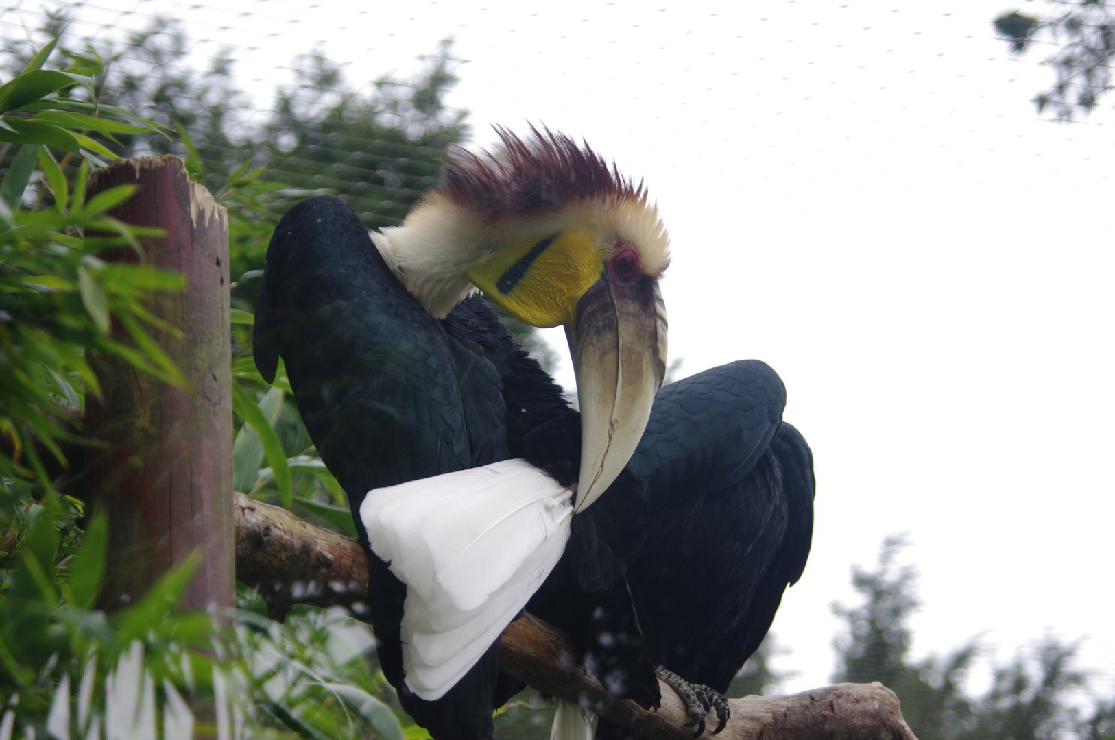 Wreathed Hornbill pair- 11/4/2024