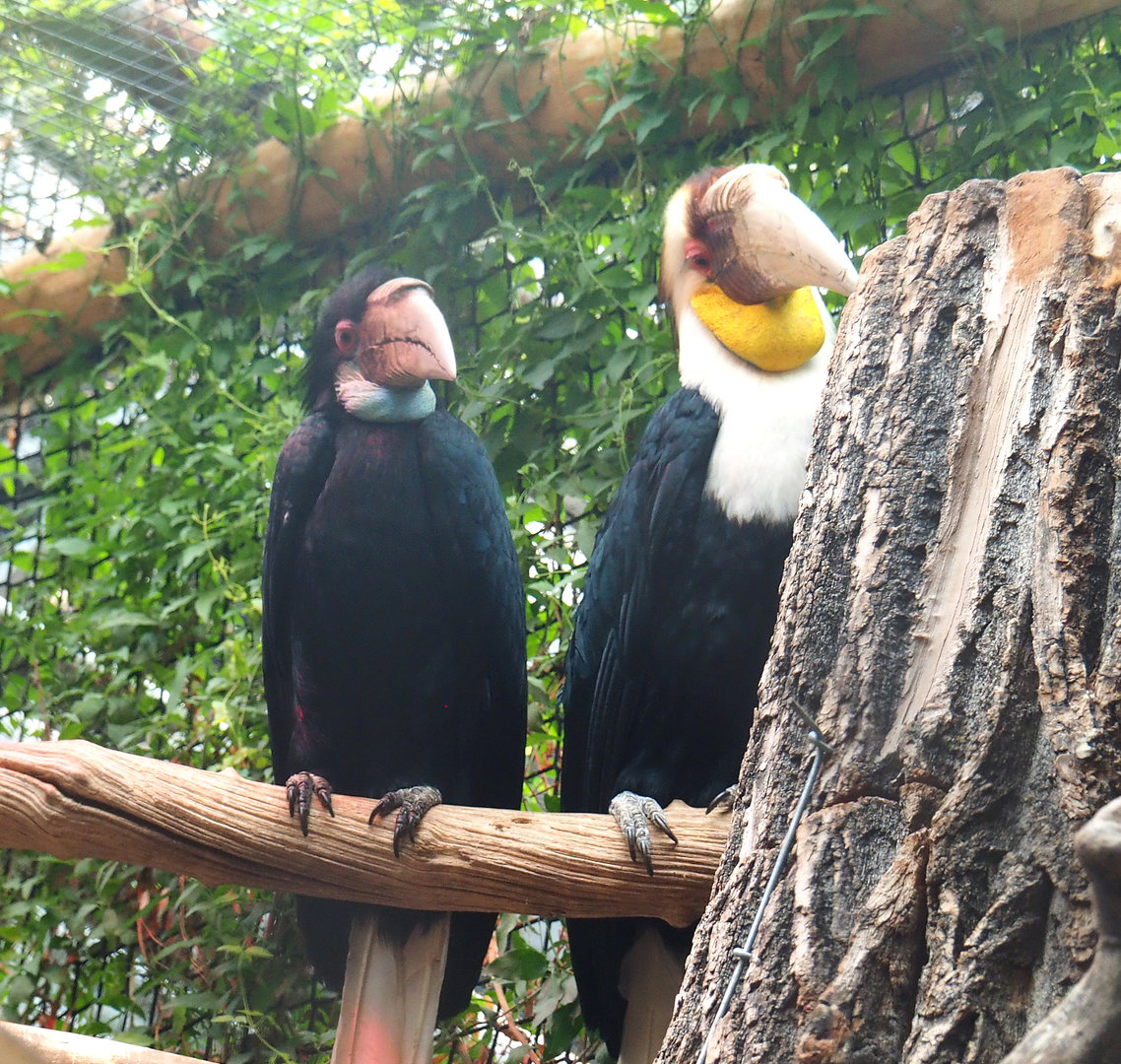 Wreathed hornbill pair (Rhyticeros undulatus), 2022-09-14