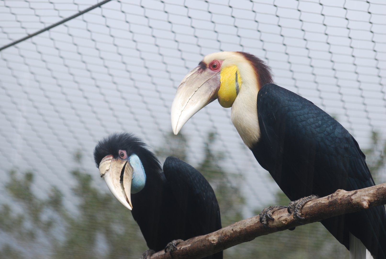 Wreathed hornbill pair
